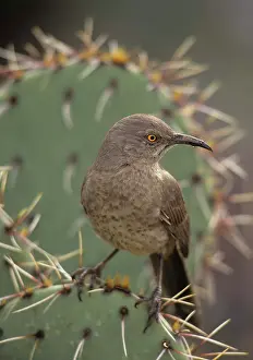 Toxostoma: Curve-billed Thrasher - the most common desert thrasher