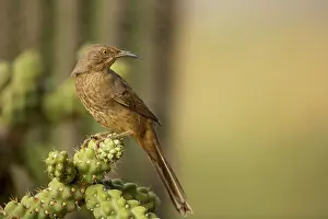 Toxostoma: Curve-billed Thrasher - The most common desert thrasher