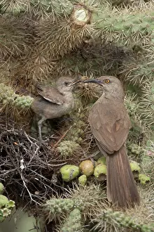 Mine: Curve-billed Thrasher Feeding Young in Nest (Toxostoma curvi