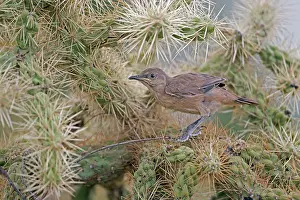 Toxostoma: Curve-billed Thrasher - fledgling perched on cactus