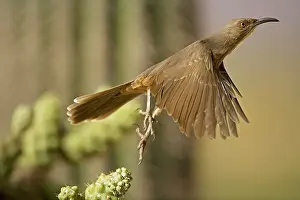 Toxostoma: Curve-billed Thrasher - In flight