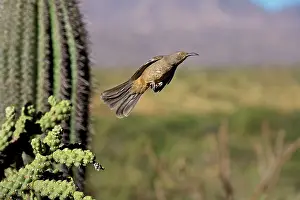 Toxostoma: Curve-billed Thrasher - In flight