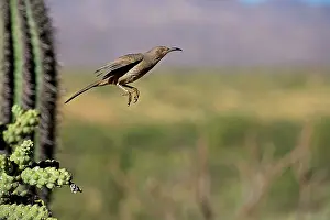 Toxostoma: Curve-billed Thrasher - In flight