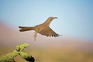 Toxostoma: Curve-billed Thrasher - In flight
