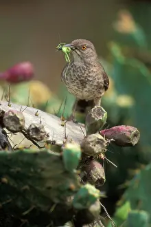 Toxostoma: Curve-billed Thrasher - with insect in mouth