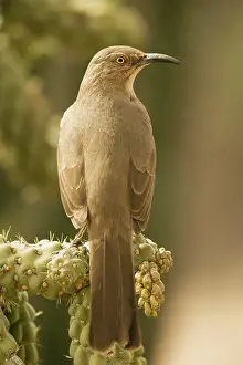 Cholla: Curve-billed Thrasher - Perched on cholla cactus