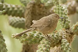 Cholla: Curve-billed Thrasher - Perched on cholla cactus