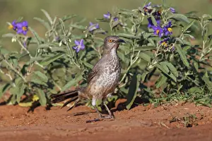 Adam: Curve-billed thrasher, Rio Grande Valley, Texas