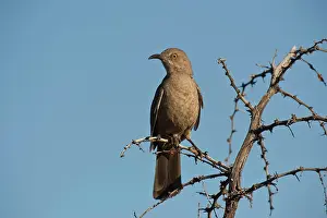 Toxostoma: Curve-billed thrasher (Toxostoma curvirostre). McDowell