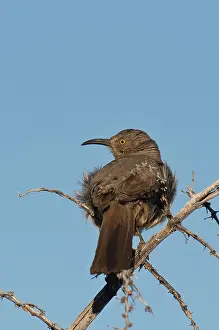 Toxostoma: Curve-billed thrasher (Toxostoma curvirostre). McDowell