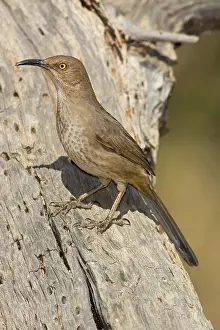 Toxostoma: Curve-billed Thrasher (Toxostoma curvirostre)