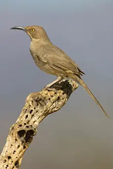 Toxostoma: Curve-billed Thrasher (Toxostoma curvirostre)