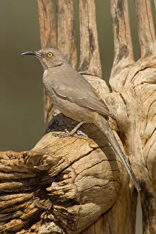 Toxostoma: Curve-billed Thrasher (Toxostoma curvirostre)