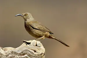Toxostoma: Curve-billed Thrasher (Toxostoma curvirostre)