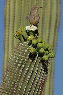 Trapped: curve-billed thrasher (Toxostoma curvirostre), feeding on ne
