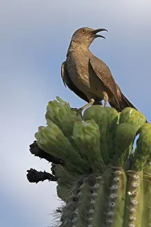 Attracted: curve-billed thrasher (Toxostoma curvirostre), feeding on ne