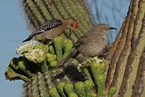 Trapped: curve-billed thrasher (Toxostoma curvirostre), feeding on ne
