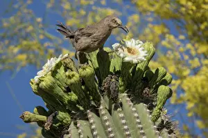 Saguaro: curve-billed thrasher (Toxostoma curvirostre), on saguaro, S