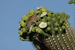 Trapped: curve-billed thrasher (Toxostoma curvirostre), feeding on ne