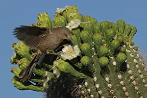 Trapped: curve-billed thrasher (Toxostoma curvirostre), feeding on ne