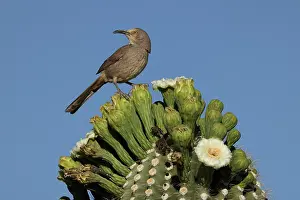 Trapped: curve-billed thrasher (Toxostoma curvirostre), feeding on ne