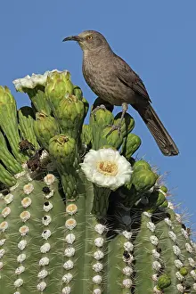 Trapped: curve-billed thrasher (Toxostoma curvirostre), feeding on ne