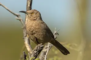 Toxostoma: curve-billed thrasher (Toxostoma curvirostre), Sonoran