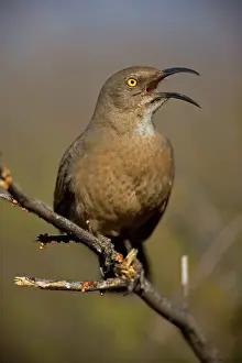 Toxostoma: Curve-billed Thrasher (Toxostoma curvirostre) - Arizona - Th
