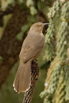 Toxostoma: Curve-billed Thrasher (Toxostoma curvirostre) - Arizona - Th