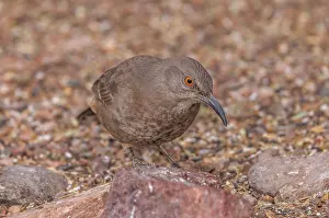 Free: Curve-billed thrasher, Toxostoma curvirostre, fe