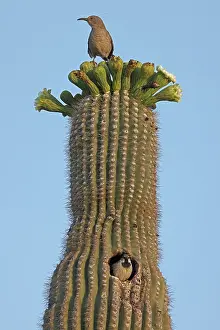 Saguaro: curve-billed thrasher (Toxostoma curvirostre) and house spar