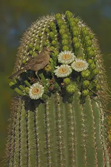 Saguaro: curve-billed thrasher (Toxostoma curvirostre) on saguaro cac
