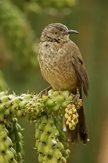Toxostoma: Curve-billed Thrasher - Wet in winter rain storm