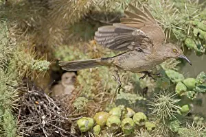 Toxostoma: Curve-billed Thrashers - adult flying from young