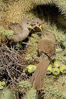 Toxostoma: Curve-billed Thrashers - adult tending young on nest