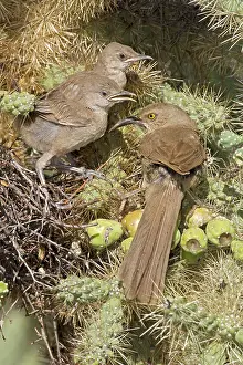 Toxostoma: Curve-billed Thrashers - adult tending young on nest