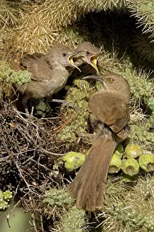 Communicatioin: Curve-billed Thrashers- Adult tending young on nest