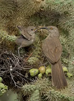 Cholla: Curve-billed Thrashers (Toxostoma curvirostre) -