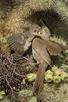 Toxostoma: Curve-billed Thrashers (Toxostoma curvirostre) - Adult feedi