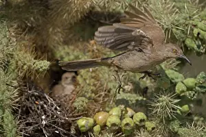 Toxostoma: Curve-billed Thrashers (Toxostoma curvirostre) - Adult flyin