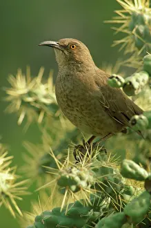 Toxostoma: Curved-bill Thrasher