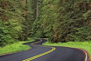 Adam: Curving road though lush forest, Olympic National