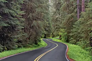 Adam: Curving road though lush forest, Olympic National