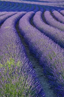 Aromatic: Curvy Lavender Field near Roussillon in