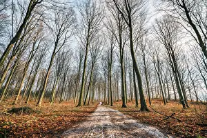 Leave: Curvy road in a forest with tall trees and leave