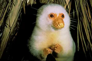 Westmorland: Cuscus possum