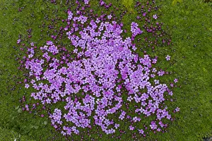 Campion: Cushion Pink / Moss Campion - flowering - Svalbard, Norway