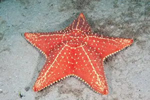 Reticulatus: Cushion Sea Star