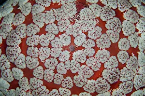 Novaeguineae: Cushion Star - night dive - Pyramids dive site