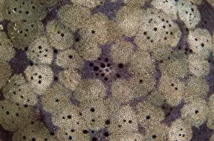Echinodermata: Cushion Star - night dive - Pyramids dive site